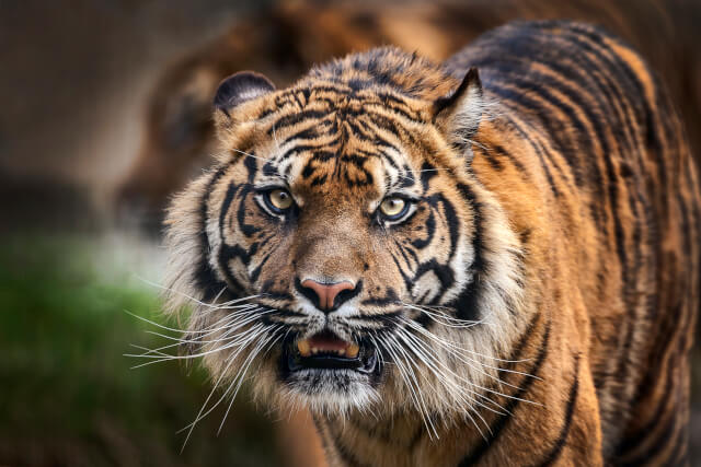tiger